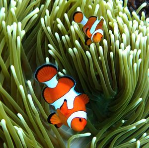 Close-up of fish in sea