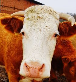 Close-up of a cow