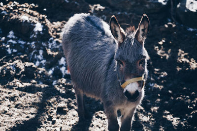 High angle view of an animal on land