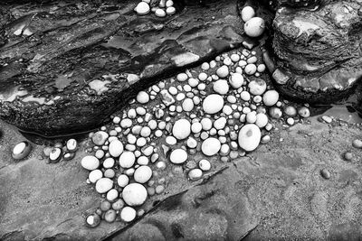 High angle view of shells on beach