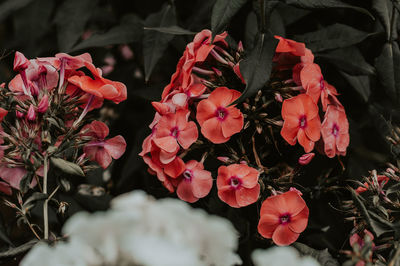 Close-up of red flowering plants