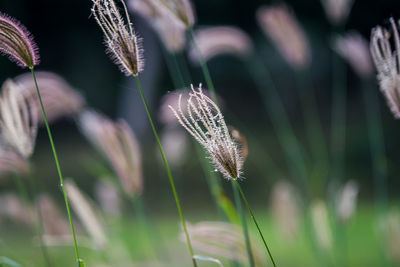 Close-up of flowering plant on field