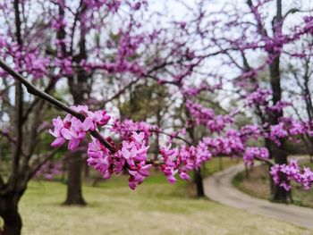 Close-up of pink cherry blossoms in park