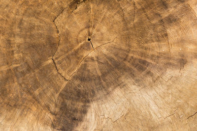 Full frame shot of tree stump