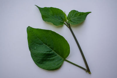 High angle view of plant leaves against white background