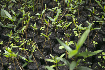 Full frame shot of plants growing on field