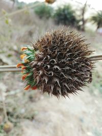 Close-up of thistle