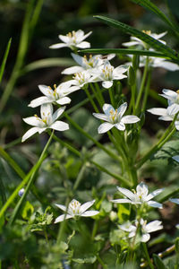 Close-up of white flowering plants on field