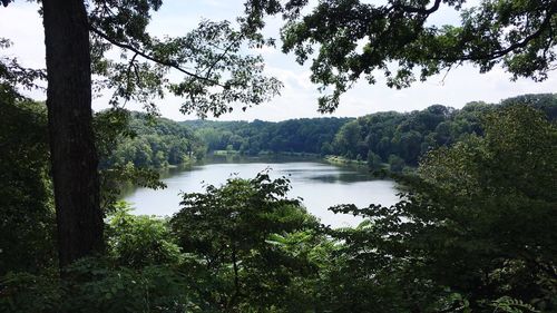 Scenic view of lake in forest