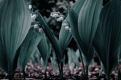 Lily of the valley in the shadow