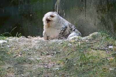 View of a bird on field