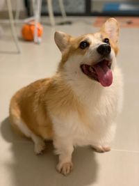 Close-up of dog looking away