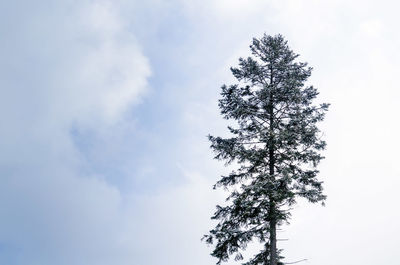 Low angle view of tree against sky