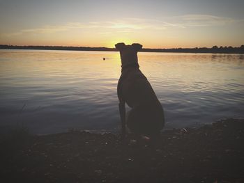 Dog looking at lake at sunset