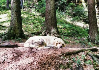 Animal relaxing in forest