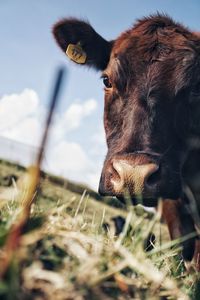 Close-up of a cow on field