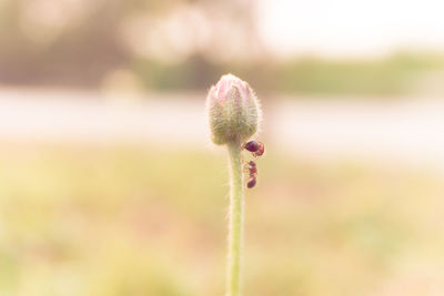 Close-up of flower bud