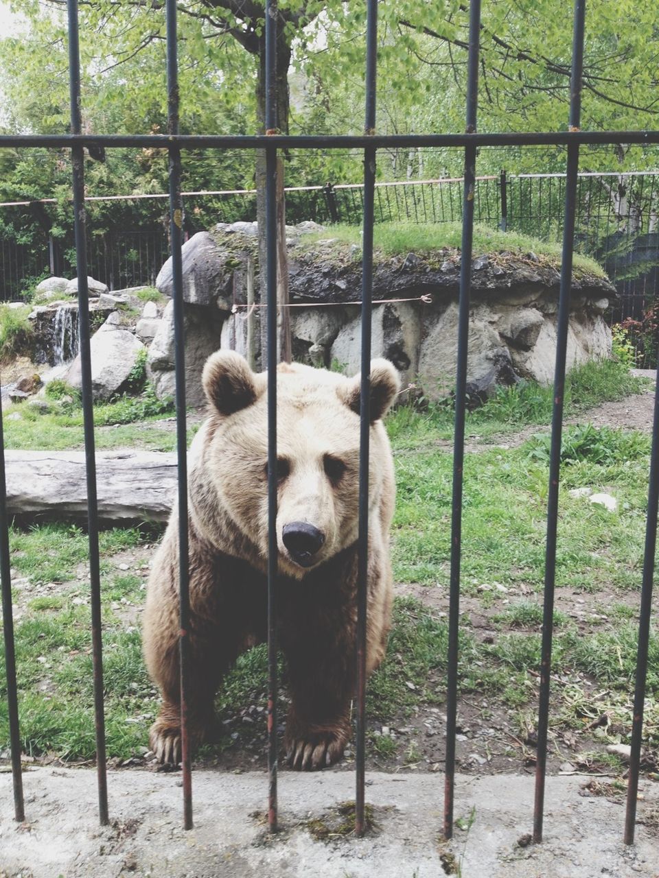 animal themes, mammal, domestic animals, one animal, fence, animals in captivity, two animals, livestock, standing, zoology, pets, looking at camera, portrait, day, relaxation, nature, field, no people, grass, zoo