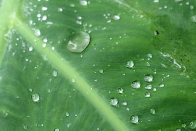 Close-up of raindrops on leaves