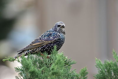 Close up of starling bird perching on branch