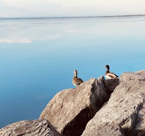 Birds perching on rock by sea against sky