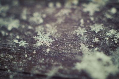 Full frame shot of snowflakes on ground