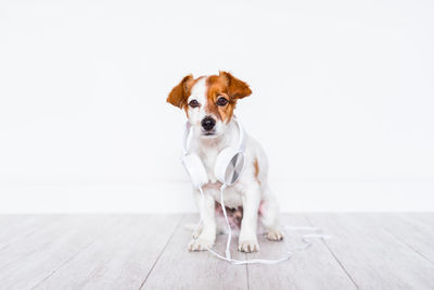 Portrait of puppy sitting on wooden floor