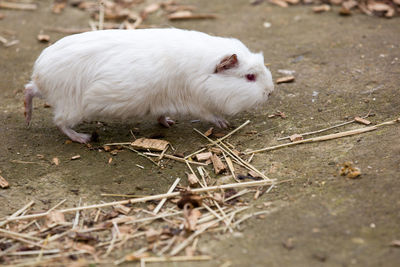 White guinea pig walking on field