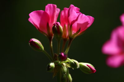 Close-up of pink flowers blooming outdoors