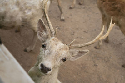 Portrait eld deer looking at the camera at safari, kanchanaburi, thailand.