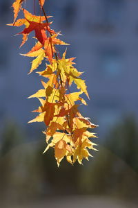 Close-up of yellow maple leaves against blurred background