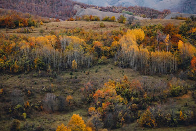 Scenic view of forest during autumn