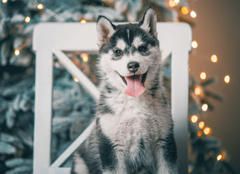 Close-up of dog