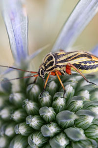 Insect over flower