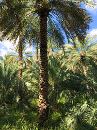 Low angle view of palm trees against sky