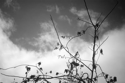 Low angle view of bird on branch against sky