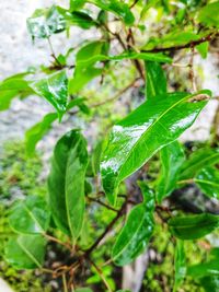 Close-up of wet plant leaves