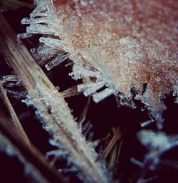 Close-up of ice crystals against blurred background