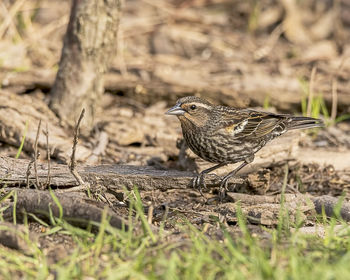 Close-up of bird perching on a field