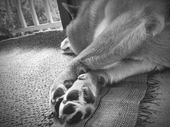 Close-up of dog sleeping