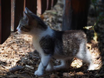 Close-up of kitten on field