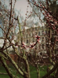 Close-up of pink flowers on branch