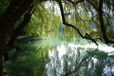 Scenic view of river in forest