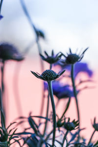 Close-up of insect on plant against sky