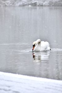 Swan floating on lake on a snowy day