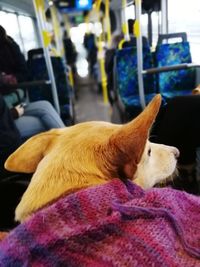 Close-up of dog