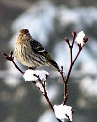 Close-up of bird perching on railing