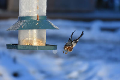 Close up of a bird feeder
