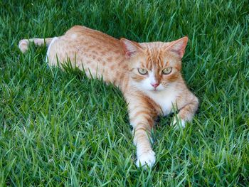 Portrait of cat relaxing on grassy field
