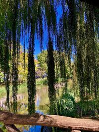 Scenic view of lake in forest